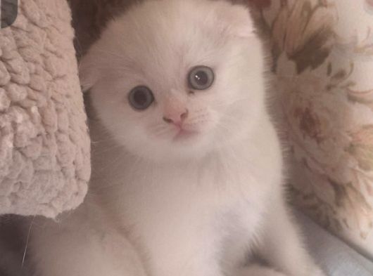 Mükemmel Beyaz Ayı Sürat Scottish Fold Yavrumuz görsel