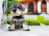 Irkının En Özel Yavruları Minyatür Schnauzer