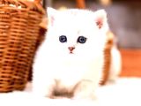 Scrli̇ Show Kalite British Shorthair Yavrularimiz