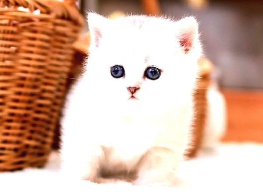 Scrli̇ Show Kalite British Shorthair Yavrularimiz görsel