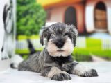 Irkının En Özel Yavruları Minyatür Schnauzer