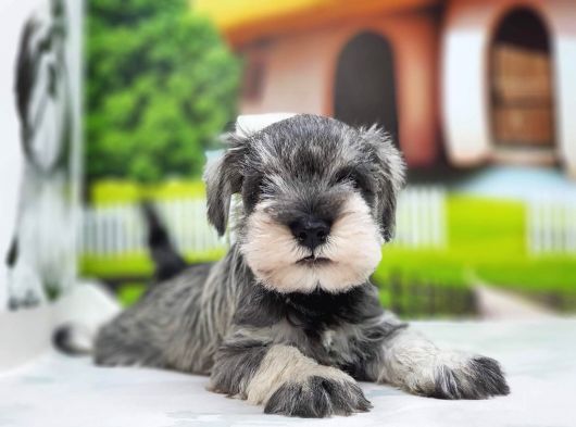 Irkının En Özel Yavruları Minyatür Schnauzer görsel