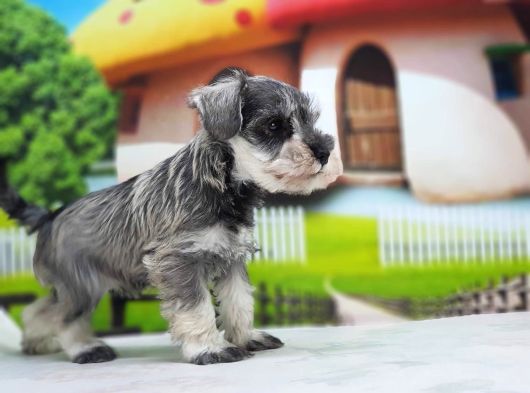 Irkının En Özel Yavruları Minyatür Schnauzer görsel