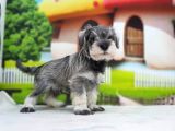 Irkının En Özel Yavruları Minyatür Schnauzer