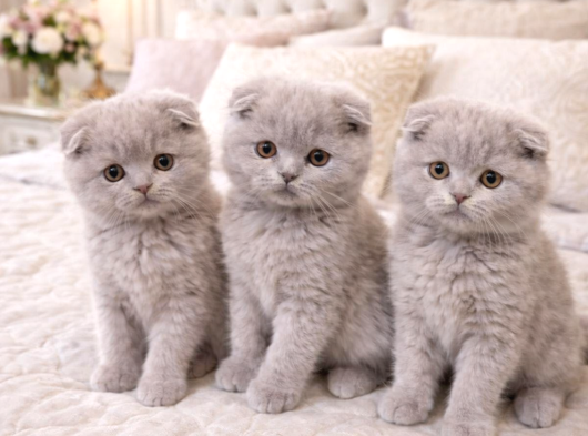 Türkiyenin En Güzel Ayı Surat Scottish Fold Bebeği görsel
