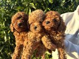 Üst Segment Toy Poodle Yavrular