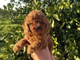 Üst Segment Toy Poodle Yavrular