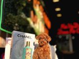 Teacup Poodle Yavrular