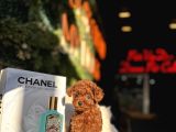 Teacup Poodle Yavrular
