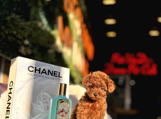 Teacup Poodle Yavrular görsel