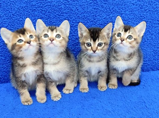 Black Golden Ponçi̇kler Yeni̇ Yuvalarini Ariyor görsel