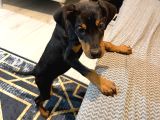 2 Aylık Doberman Pinscher