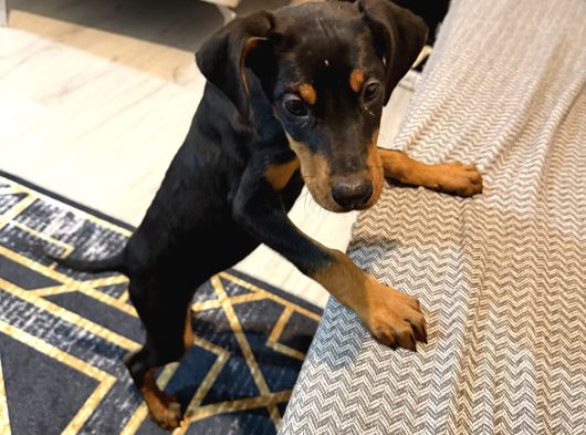 2 Aylık Doberman Pinscher görsel