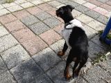 2 Aylık Doberman Pinscher