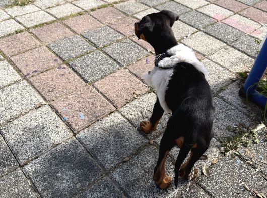 2 Aylık Doberman Pinscher görsel
