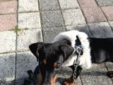 2 Aylık Doberman Pinscher