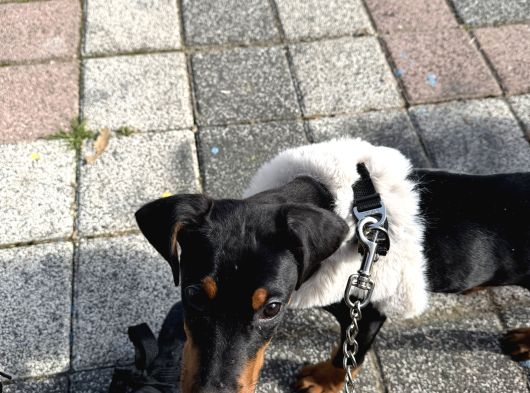 2 Aylık Doberman Pinscher görsel