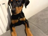 2 Aylık Doberman Pinscher