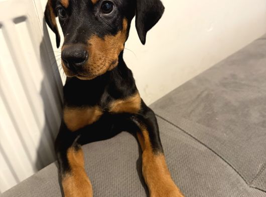 2 Aylık Doberman Pinscher görsel