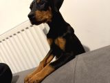2 aylık doberman pinscher