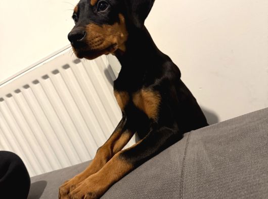 2 Aylık Doberman Pinscher