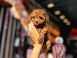 RED BROWN TEACUP POODLE YAVRULAR