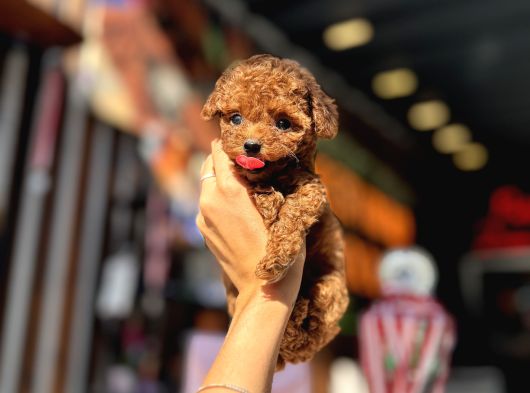Red Brown Teacup Poodle Yavrular