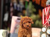 Red Brown Teacup Poodle Yavrular