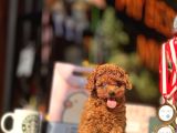 Red Brown Teacup Poodle Yavrular