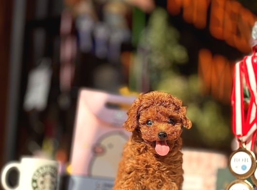 Red Brown Teacup Poodle Yavrular görsel