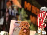 Red Brown Teacup Poodle Yavrular