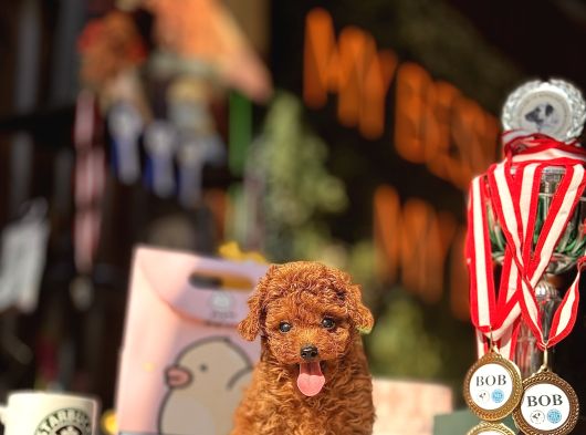Red Brown Teacup Poodle Yavrular görsel