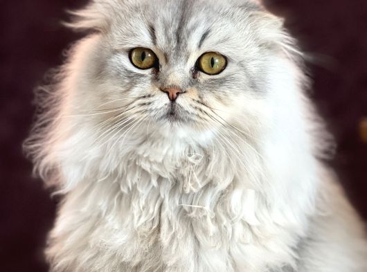 Scottish Yavrular görsel