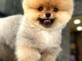 Ayıcık Yavrular Boo
