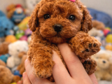 Üst segment Toy Poodle yavrular