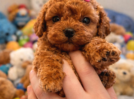 Üst Segment Toy Poodle Yavrular