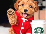 Dünya Tatlısı Maltipoo Yavrularımız Mağazamızdan sizlerle