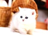 SCRLİ SHOW KALITE BRITISH SHORTHAIR YAVRULARIMIZ