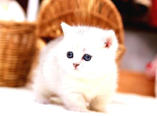 Scrli̇ Show Kalite British Shorthair Yavrularimiz