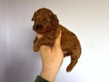 Poodle Yavrularimiz Hazir Her Renk Mevcut