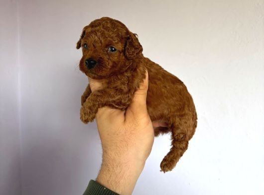 Poodle Yavrularimiz Hazir Her Renk Mevcut görsel