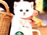 Scrli̇ Show Kalite British Shorthair Yavrularimiz