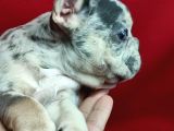 Anatomi harikası bulldog