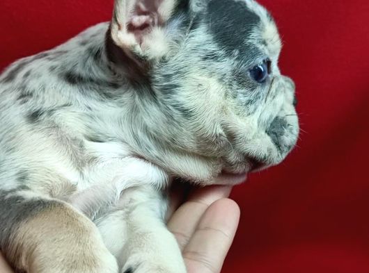 Anatomi Harikası Bulldog