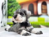 Irkının En Özel Yavruları Minyatür Schnauzer