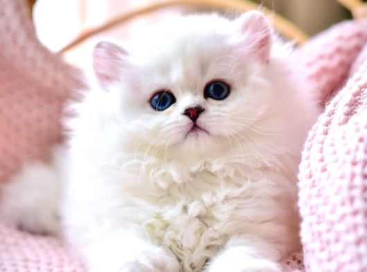Kar Beyaz Silver British Longhair görsel