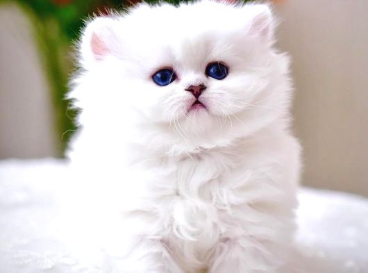 Kar Beyaz Silver British Longhair