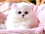 Kar Beyaz Silver British Longhair