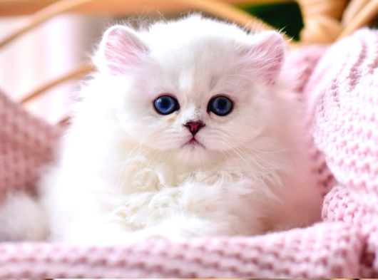 Kar Beyaz Silver British Longhair görsel