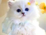İhtişamlı Silver British Longhair yavrumuz
